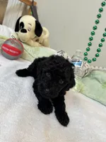 Coco, a male Poodle - Toy  for sale in Cypress, TX – 3 of 6