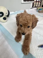 Mocha, a male Poodle - Toy  for sale in Cypress, TX – 4 of 10