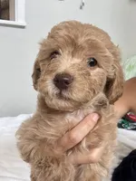 Toby, a male Poodle - Toy  for sale in Cypress, TX – 7 of 9