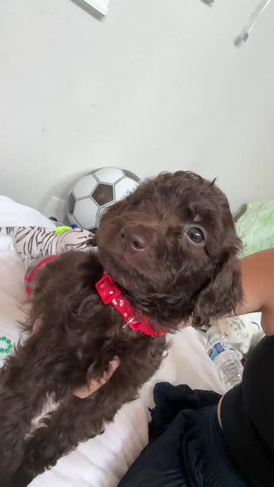 Bear, a male Poodle - Toy  for sale in Cypress, TX – 10 of 10