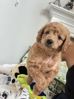 Mocha, a male Poodle - Toy  for sale in Cypress, TX – 1 of 10