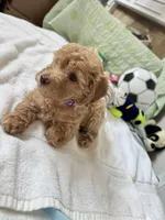 Toby, a male Poodle - Toy  for sale in Cypress, TX – 4 of 9