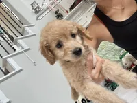 Sunny, a male Poodle - Toy  for sale in Cypress, TX – 7 of 10