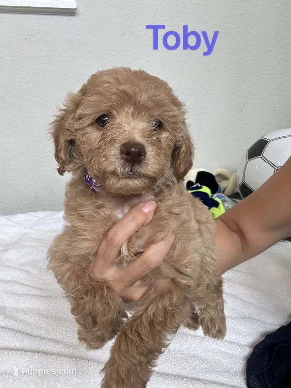 Toby – Poodle - Toy  puppy for sale in Cypress, TX