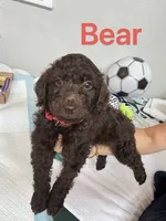 Bear, a male Poodle - Toy  for sale in Cypress, TX – 5 of 10