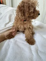 Bobo, a female Poodle - Toy  for sale in Houston, TX – Photo 2 of 10