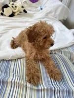 Bobo, a female Poodle - Toy  for sale in Houston, TX – Photo 10 of 10