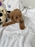 Bobo, a female Poodle - Toy  for sale in Houston, TX – Photo 7 of 10