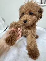 Bobo, a female Poodle - Toy  for sale in Houston, TX – Photo 3 of 10