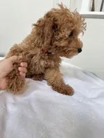 Bobo, a female Poodle - Toy  for sale in Houston, TX – Photo 5 of 10