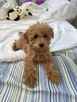 Bobo, a female Poodle - Toy  for sale in Houston, TX – Photo 8 of 10