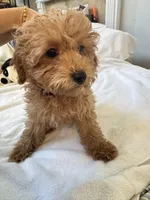 Bobo, a female Poodle - Toy  for sale in Houston, TX – Photo 1 of 10