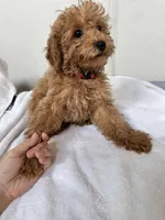 Bobo, a female Poodle - Toy  for sale in Houston, TX – Photo 9 of 10