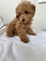 Bobo, a female Poodle - Toy  for sale in Houston, TX – Photo 4 of 10