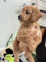 Mocha, a male Poodle - Toy  for sale in Cypress, TX – 6 of 10