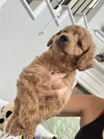 Mocha, a male Poodle - Toy  for sale in Cypress, TX – 9 of 10
