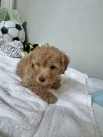 Toby, a male Poodle - Toy  for sale in Cypress, TX – 5 of 9