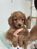 Teddy, a male Poodle - Toy  for sale in Cypress, TX – 6 of 7