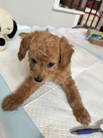 Mocha, a male Poodle - Toy  for sale in Cypress, TX – 3 of 10