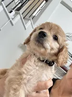 Sunny, a male Poodle - Toy  for sale in Cypress, TX – 8 of 10