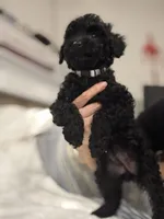 Coco, a female Poodle - Toy  for sale in Houston, TX – Photo 4 of 7