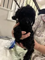 Coco, a female Poodle - Toy  for sale in Houston, TX – Photo 7 of 7