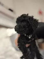 Coco, a female Poodle - Toy  for sale in Houston, TX – Photo 1 of 7