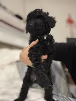 Coco, a female Poodle - Toy  for sale in Houston, TX – Photo 5 of 7