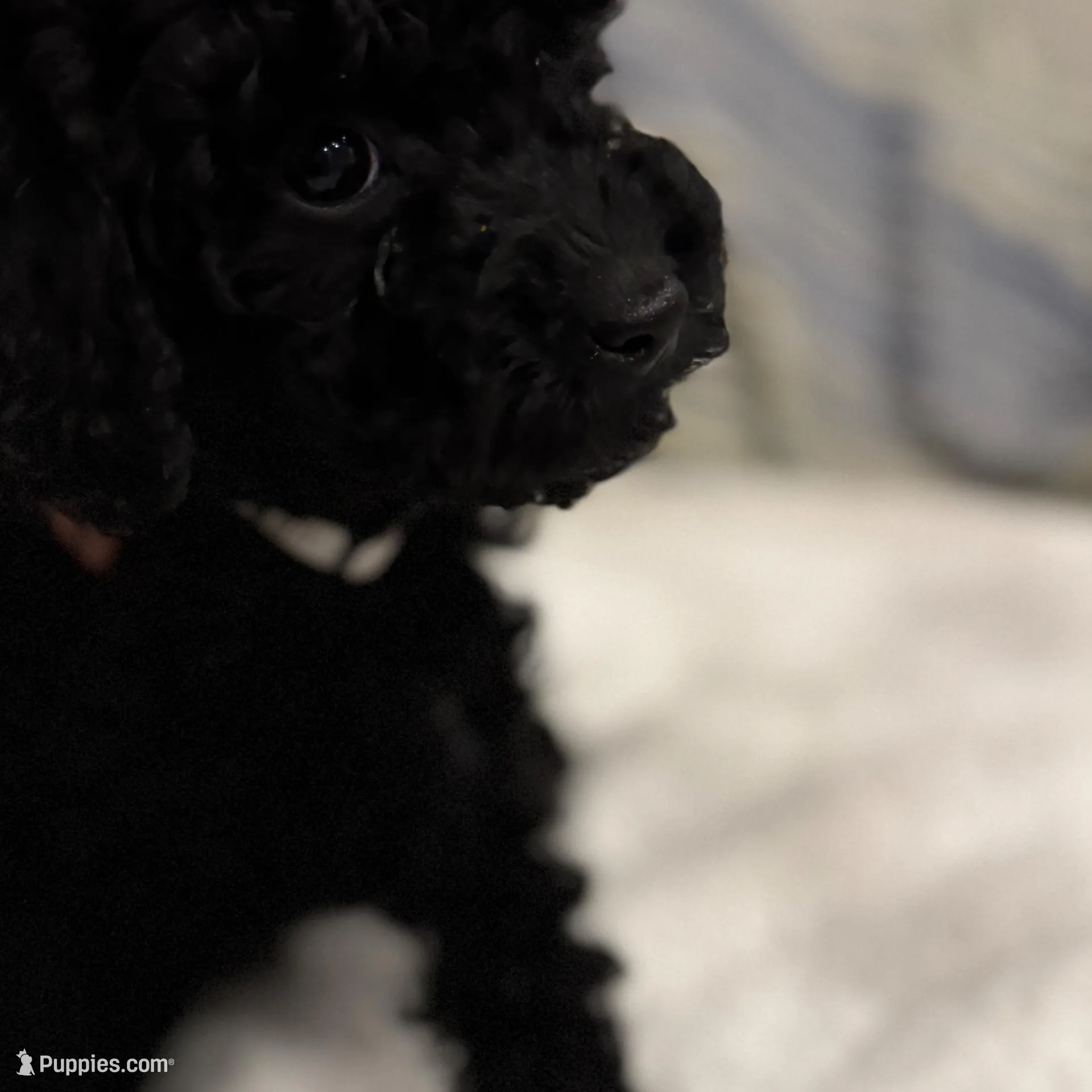 Coco, a female Poodle - Toy  for sale in Houston, TX – Photo 6 of 7