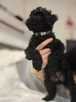 Coco, a female Poodle - Toy  for sale in Houston, TX – Photo 3 of 7