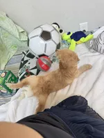 Sunny, a male Poodle - Toy  for sale in Cypress, TX – 2 of 10
