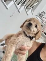 Sunny, a male Poodle - Toy  for sale in Cypress, TX – 3 of 10