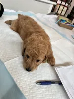 Mocha, a male Poodle - Toy  for sale in Cypress, TX – 7 of 10