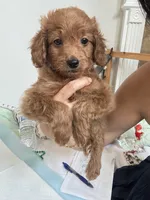 Teddy, a male Poodle - Toy  for sale in Cypress, TX – 3 of 7
