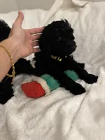 Bella, a female Poodle - Toy  for sale in Houston, TX – Photo 10 of 10