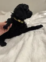 Bella, a female Poodle - Toy  for sale in Houston, TX – Photo 3 of 10