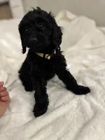 Bella, a female Poodle - Toy  for sale in Houston, TX – Photo 4 of 10