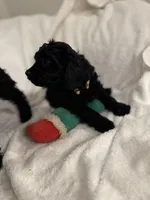 Bella, a female Poodle - Toy  for sale in Houston, TX – Photo 5 of 10