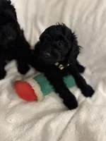 Bella, a female Poodle - Toy  for sale in Houston, TX – Photo 8 of 10