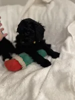 Bella, a female Poodle - Toy  for sale in Houston, TX – Photo 7 of 10