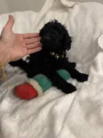 Bella, a female Poodle - Toy  for sale in Houston, TX – Photo 6 of 10