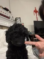 Bella, a female Poodle - Toy  for sale in Houston, TX – Photo 1 of 10