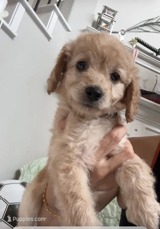 Sunny – Poodle - Toy  puppy for sale in Cypress, TX