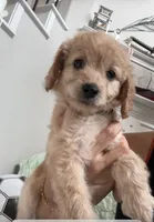 Sunny, a male Poodle - Toy  for sale in Cypress, TX – 1 of 10