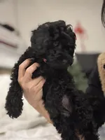 Chloe, a female Poodle - Toy  for sale in Houston, TX – Photo 3 of 7