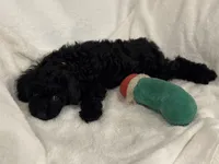 Chloe, a female Poodle - Toy  for sale in Houston, TX – Photo 5 of 7