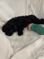 Chloe, a female Poodle - Toy  for sale in Houston, TX – Photo 4 of 7