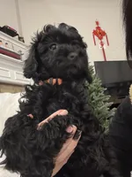 Chloe, a female Poodle - Toy  for sale in Houston, TX – Photo 6 of 7