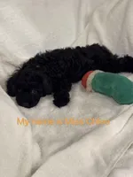 Chloe, a female Poodle - Toy  for sale in Houston, TX – Photo 1 of 7