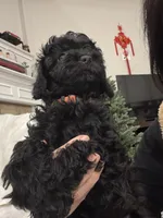 Chloe, a female Poodle - Toy  for sale in Houston, TX – Photo 7 of 7